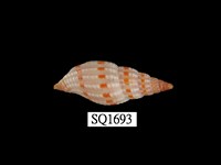 藏品(吸血蛹筆螺)的圖片